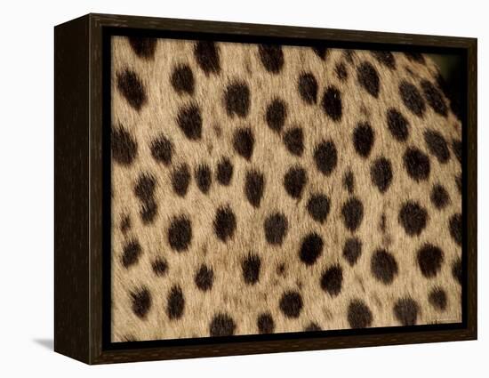 Cheetah Fur Detail-Tony Heald-Framed Premier Image Canvas