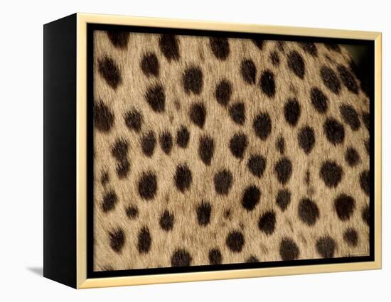 Cheetah Fur Detail-Tony Heald-Framed Premier Image Canvas