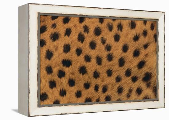 Cheetah Fur-DLILLC-Framed Premier Image Canvas