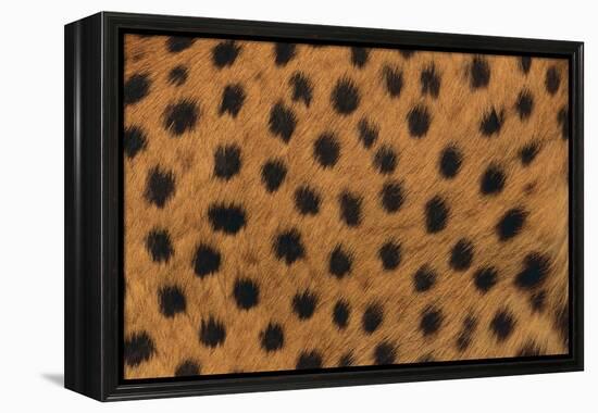 Cheetah Fur-DLILLC-Framed Premier Image Canvas