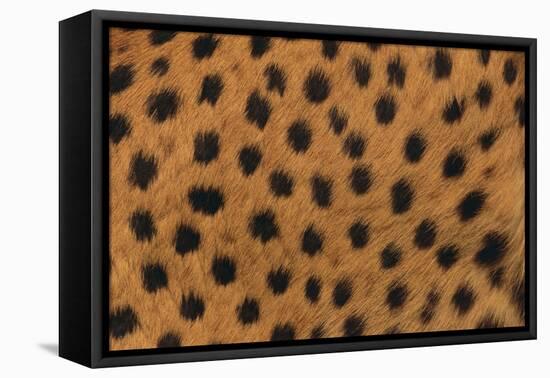 Cheetah Fur-DLILLC-Framed Premier Image Canvas