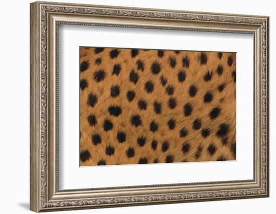 Cheetah Fur-DLILLC-Framed Photographic Print