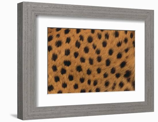 Cheetah Fur-DLILLC-Framed Photographic Print