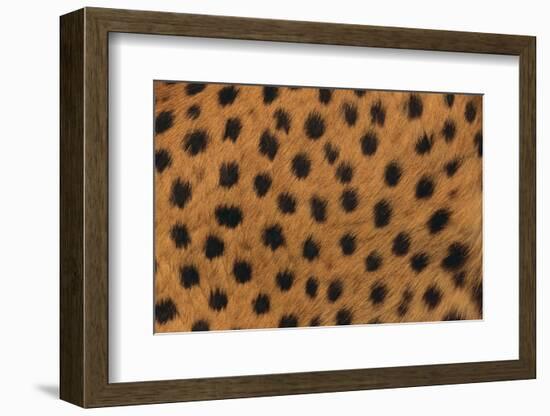 Cheetah Fur-DLILLC-Framed Photographic Print