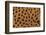 Cheetah Fur-DLILLC-Framed Photographic Print