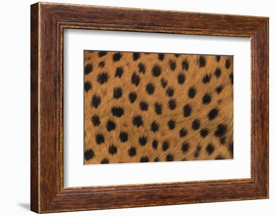 Cheetah Fur-DLILLC-Framed Photographic Print