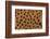 Cheetah Fur-DLILLC-Framed Photographic Print