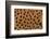 Cheetah Fur-DLILLC-Framed Photographic Print