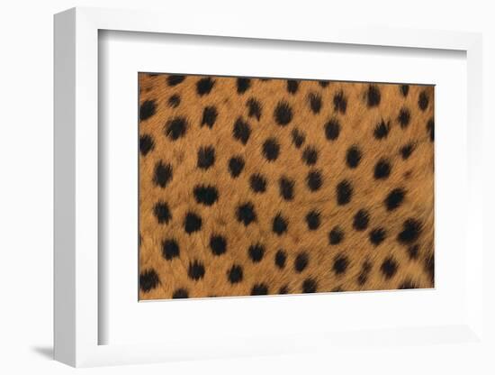 Cheetah Fur-DLILLC-Framed Photographic Print