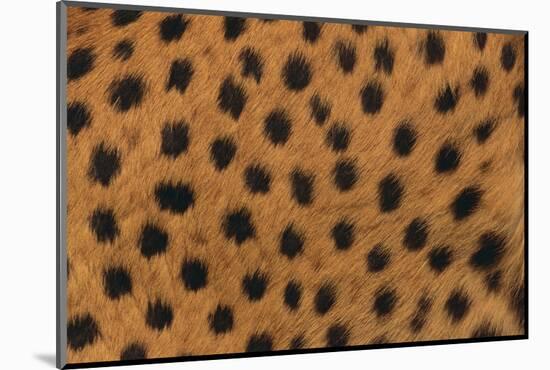 Cheetah Fur-DLILLC-Mounted Photographic Print