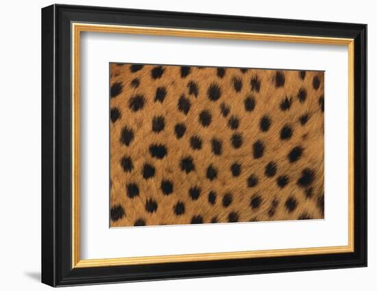 Cheetah Fur-DLILLC-Framed Photographic Print