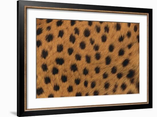 Cheetah Fur-DLILLC-Framed Photographic Print