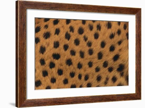 Cheetah Fur-DLILLC-Framed Photographic Print