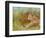 Cheetah Grass-David Stribbling-Framed Premium Giclee Print