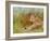 Cheetah Grass-David Stribbling-Framed Art Print