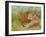 Cheetah Grass-David Stribbling-Framed Art Print