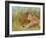 Cheetah Grass-David Stribbling-Framed Art Print