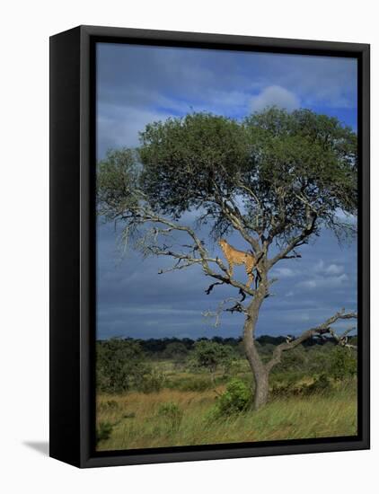 Cheetah in a Tree, Kruger National Park, South Africa, Africa-Paul Allen-Framed Premier Image Canvas