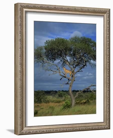 Cheetah in a Tree, Kruger National Park, South Africa, Africa-Paul Allen-Framed Photographic Print