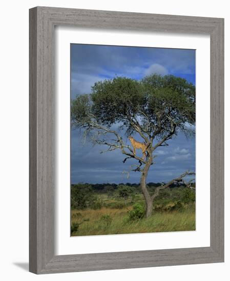 Cheetah in a Tree, Kruger National Park, South Africa, Africa-Paul Allen-Framed Photographic Print