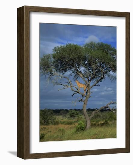 Cheetah in a Tree, Kruger National Park, South Africa, Africa-Paul Allen-Framed Photographic Print