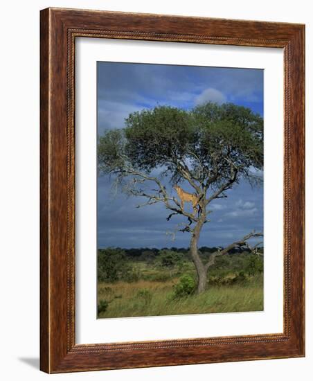 Cheetah in a Tree, Kruger National Park, South Africa, Africa-Paul Allen-Framed Photographic Print