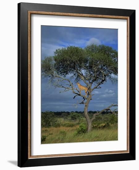 Cheetah in a Tree, Kruger National Park, South Africa, Africa-Paul Allen-Framed Photographic Print