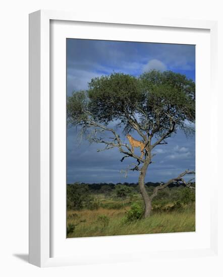 Cheetah in a Tree, Kruger National Park, South Africa, Africa-Paul Allen-Framed Photographic Print