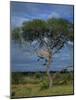 Cheetah in a Tree, Kruger National Park, South Africa, Africa-Paul Allen-Mounted Photographic Print