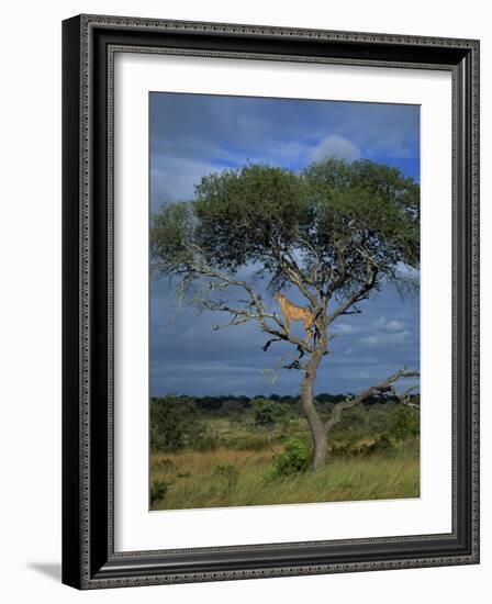 Cheetah in a Tree, Kruger National Park, South Africa, Africa-Paul Allen-Framed Photographic Print