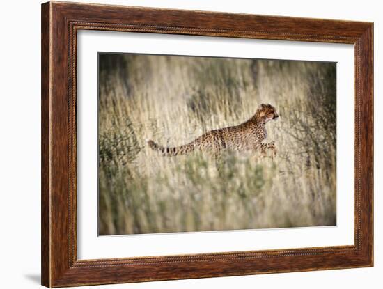 Cheetah In Grass-Tony Camacho-Framed Photographic Print