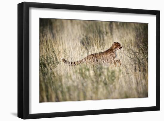 Cheetah In Grass-Tony Camacho-Framed Photographic Print