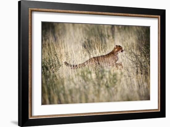Cheetah In Grass-Tony Camacho-Framed Photographic Print