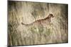 Cheetah In Grass-Tony Camacho-Mounted Photographic Print