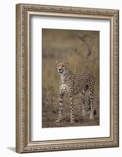 Cheetah in Grass-DLILLC-Framed Photographic Print