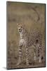 Cheetah in Grass-DLILLC-Mounted Photographic Print