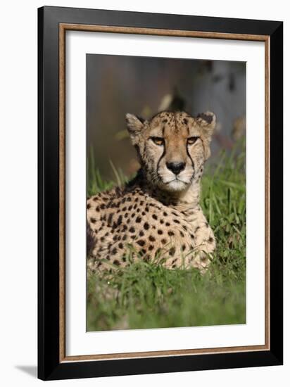 Cheetah in Grass-Lantern Press-Framed Art Print