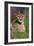 Cheetah in Grass-Lantern Press-Framed Art Print