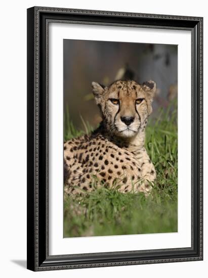 Cheetah in Grass-Lantern Press-Framed Art Print