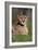 Cheetah in Grass-Lantern Press-Framed Premium Giclee Print