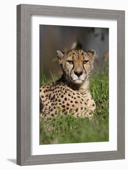 Cheetah in Grass-Lantern Press-Framed Premium Giclee Print