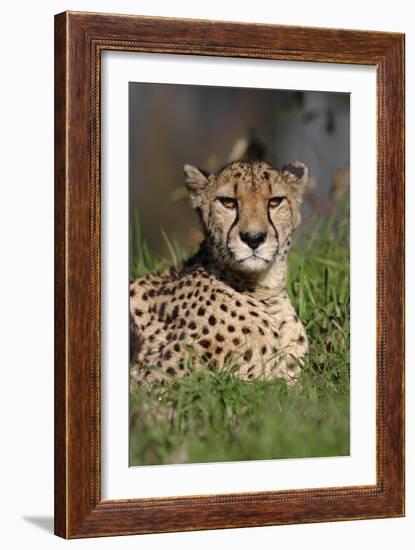 Cheetah in Grass-Lantern Press-Framed Premium Giclee Print