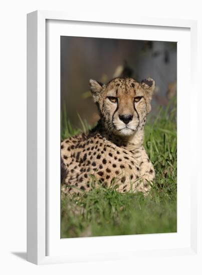 Cheetah in Grass-Lantern Press-Framed Premium Giclee Print