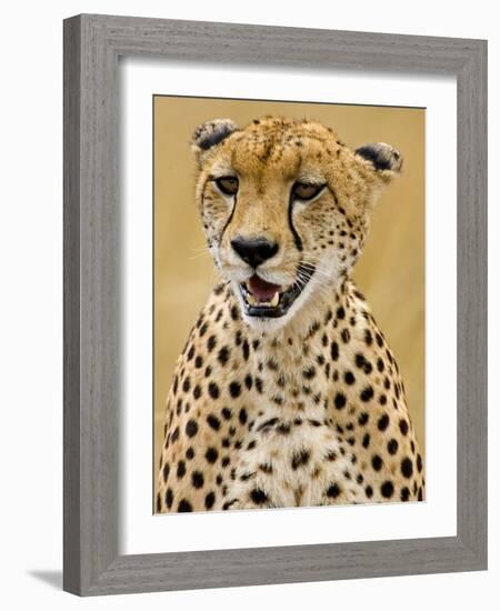 Cheetah in the Brush, Maasai Mara, Kenya-Joe Restuccia III-Framed Photographic Print