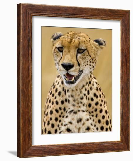 Cheetah in the Brush, Maasai Mara, Kenya-Joe Restuccia III-Framed Photographic Print