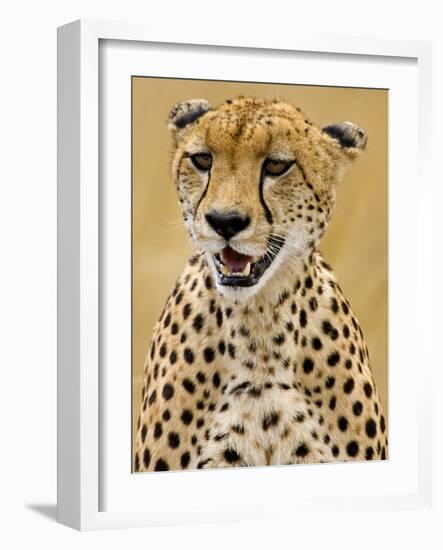 Cheetah in the Brush, Maasai Mara, Kenya-Joe Restuccia III-Framed Photographic Print