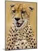 Cheetah in the Brush, Maasai Mara, Kenya-Joe Restuccia III-Mounted Photographic Print