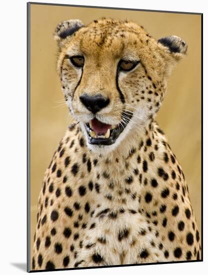 Cheetah in the Brush, Maasai Mara, Kenya-Joe Restuccia III-Mounted Photographic Print