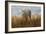 Cheetah in the Field-Jai Johnson-Framed Giclee Print