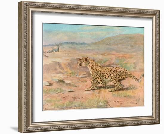 Cheetah in the Wild-Cuthbert Swan-Framed Art Print